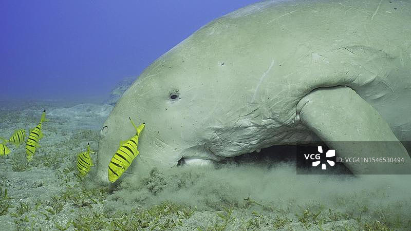 海牛和鲹鱼群在红海觅食特写图片素材