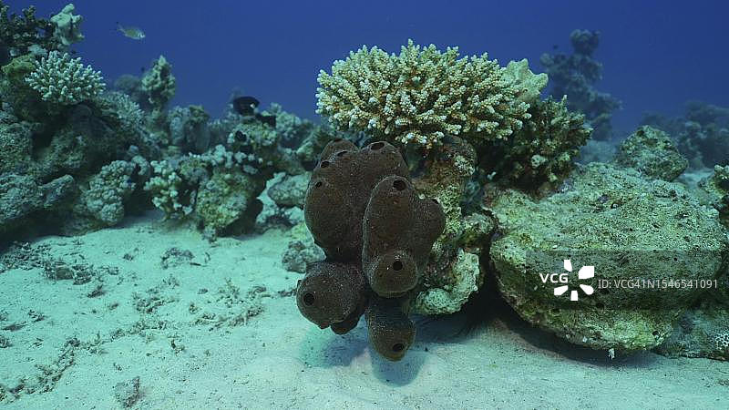 阳光明媚的日子里，红海萨法加海床上珊瑚礁上的大海绵特写图片素材