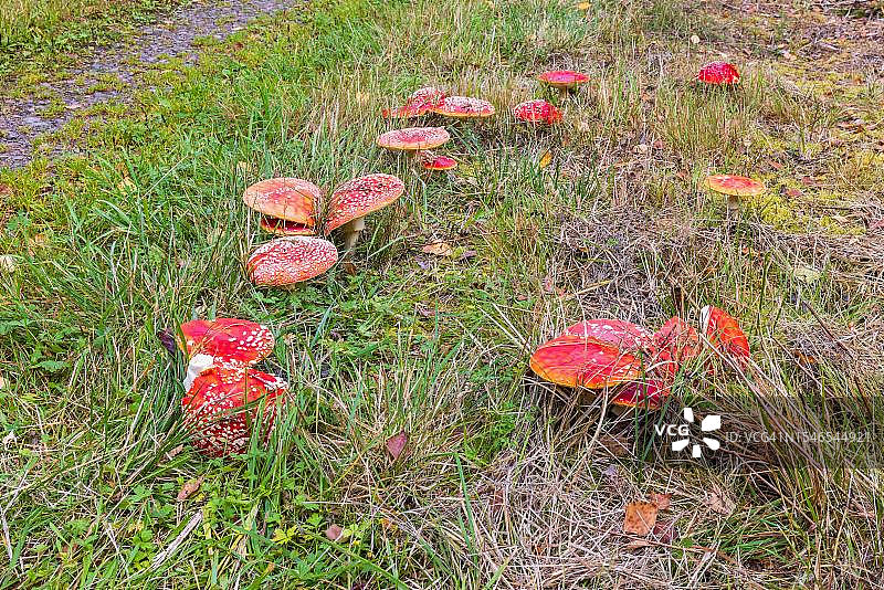 秋季在瑞典地面上生长的毒蝇伞图片素材
