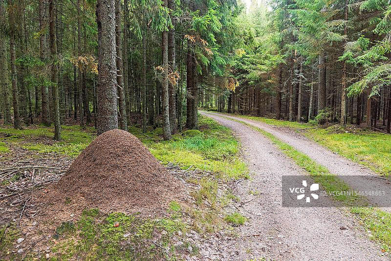 瑞典云杉林中土路边的蚁丘图片素材