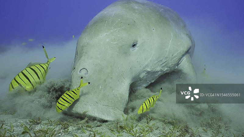 海牛（儒艮）在海草地上吃藻类肖像，伴随着成群的金色参鱼在红海埃及喂食图片素材