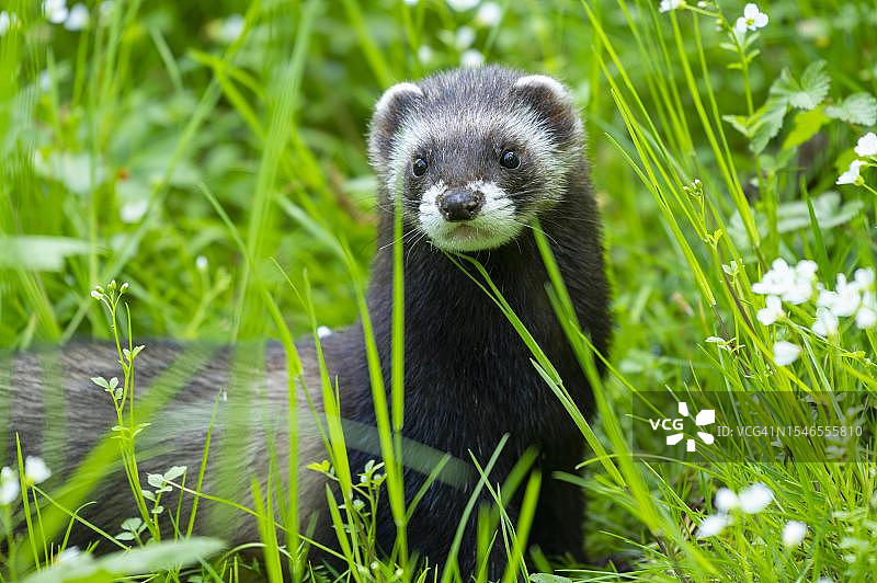 欧洲艾鼬或林虎站在草地上（德国圈养）图片素材