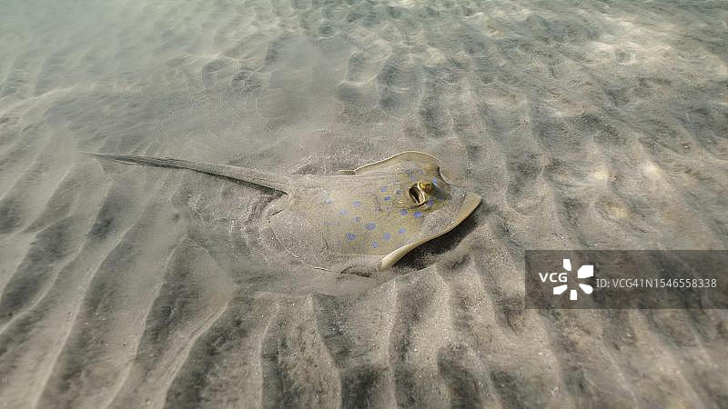 阳光明媚的日子里，黄貂鱼在水底寻找食物图片素材