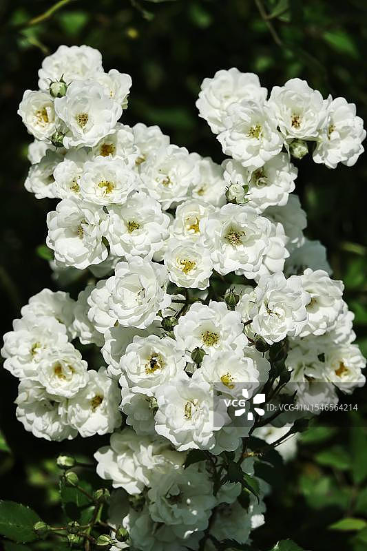 德国六月白玫瑰图片素材