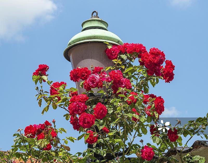 瑞典斯科纳省于斯塔德古镇老路灯上的红色玫瑰图片素材