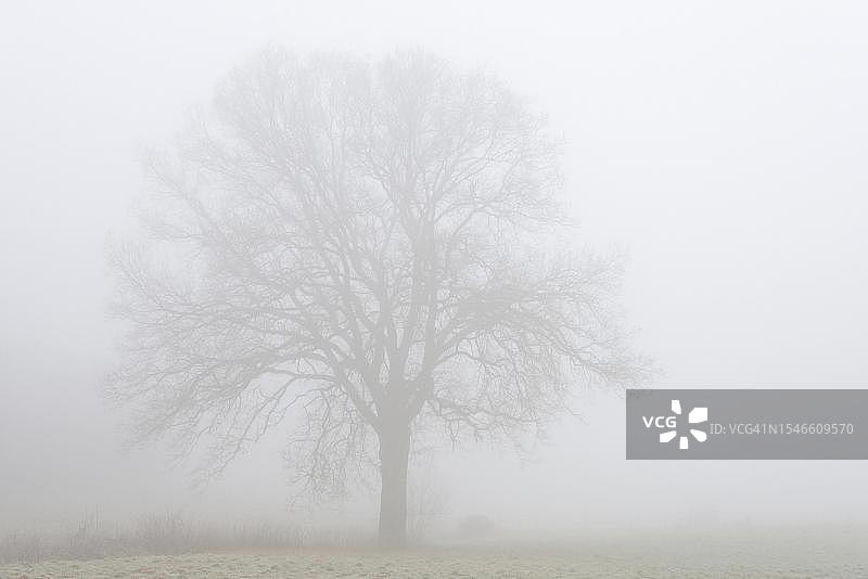 德国北莱茵-威斯特法伦州的雾和白霜中的独棵橡树图片素材
