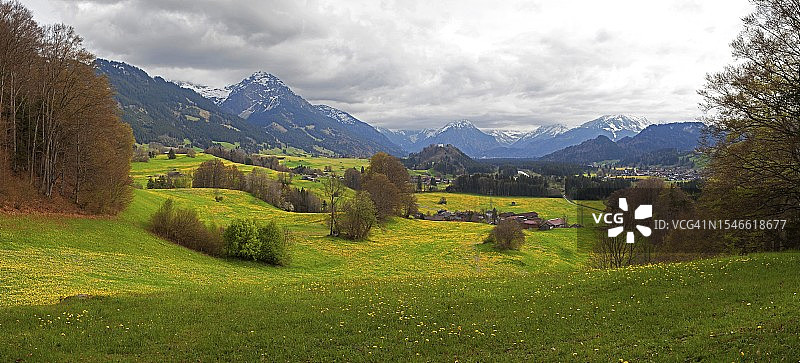 阿尔卑斯山脉的蒲公英草地全景图片素材