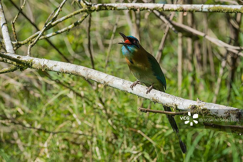 蓝头翠鴗，哥斯达黎加蒙特维多库里坎查保护区图片素材