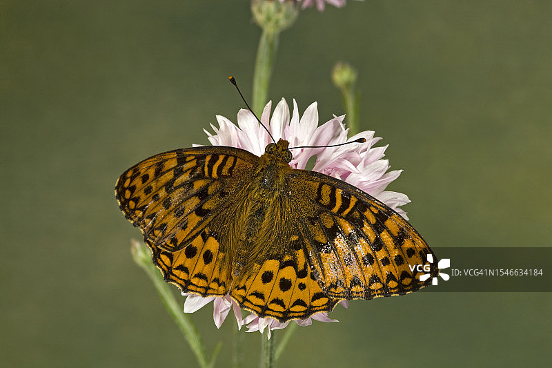 弗里蒂莱蛱蝶，美国图片素材