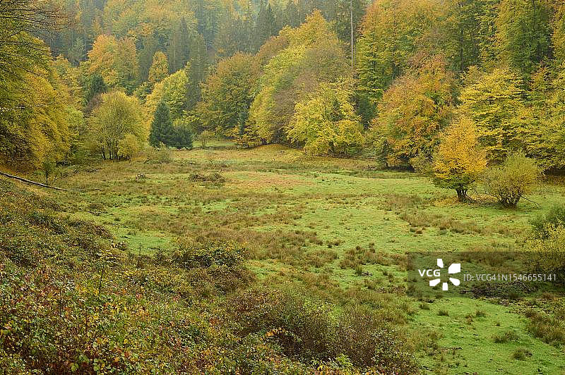 森林、山谷、草地、秋季，德国巴伐利亚斯佩萨特哈芬洛尔塔尔罗滕布赫图片素材