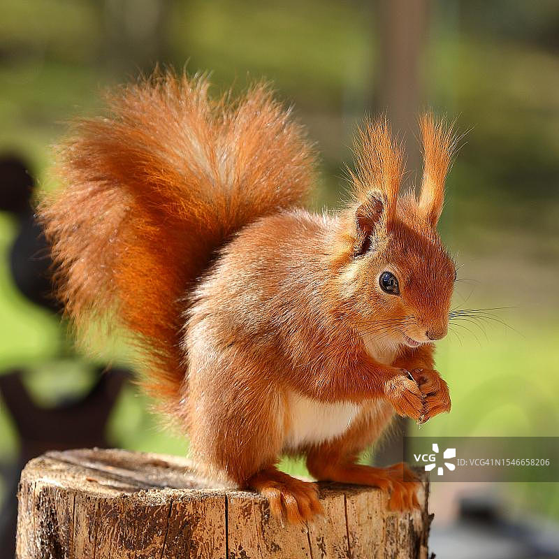 欧亚红松鼠坐在花园的老树桩后面（德国）图片素材