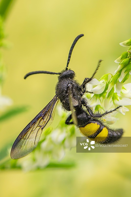 白色甜三叶草上的刺刀胡蜂图片素材