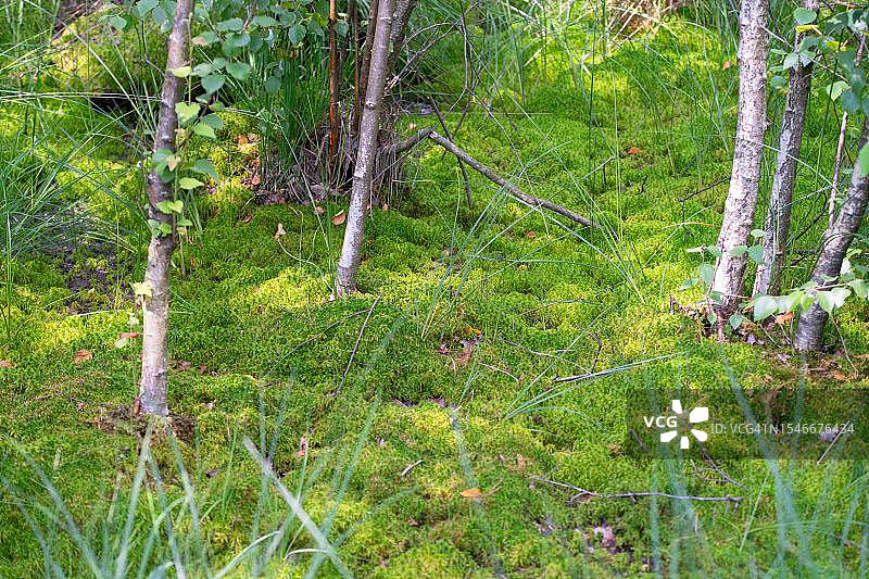 德国北莱茵-威斯特法伦州，Venner Moor自然保护区内，生长茂盛的泥炭藓图片素材