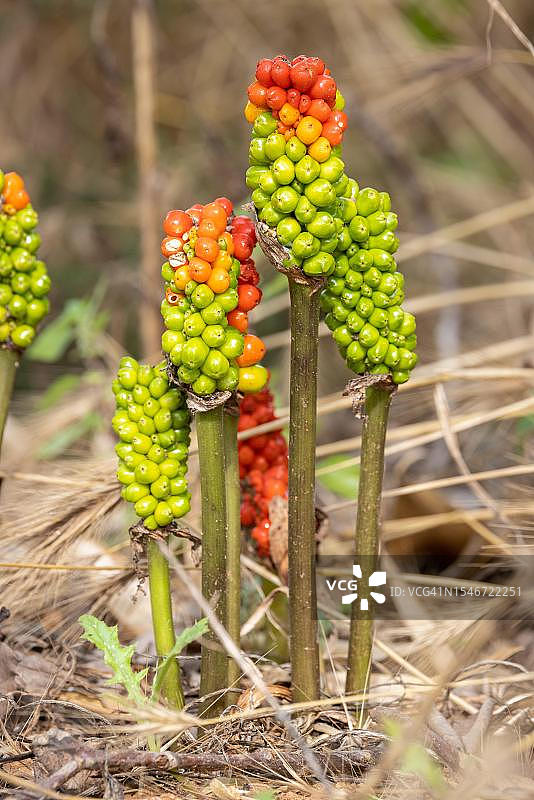 西班牙马略卡岛的绿果红果天南星图片素材