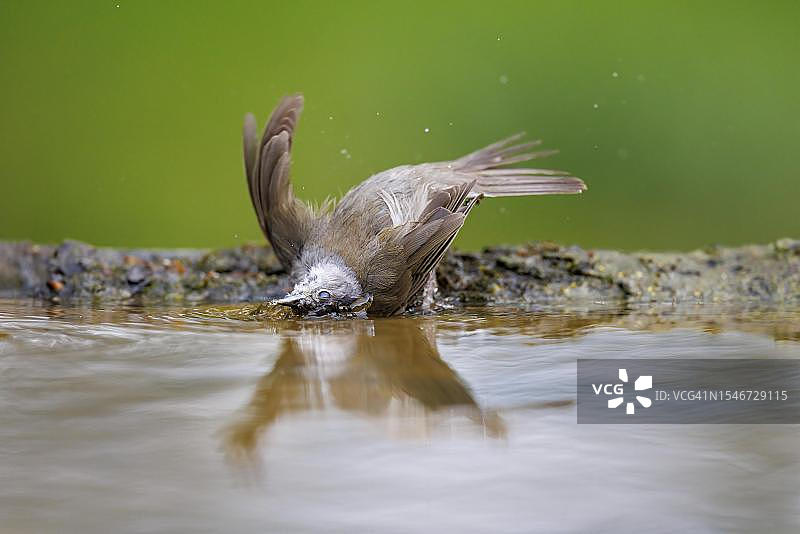 德国：黑顶莺在沐浴图片素材