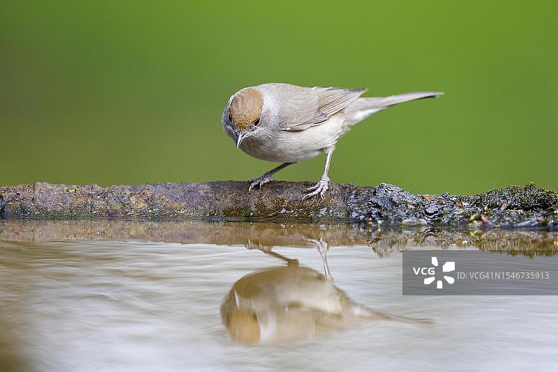 黑顶莺（德国）图片素材