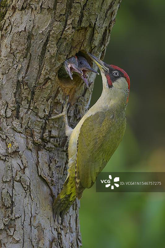 德国欧洲绿啄木鸟雄鸟在巢穴喂养幼鸟图片素材