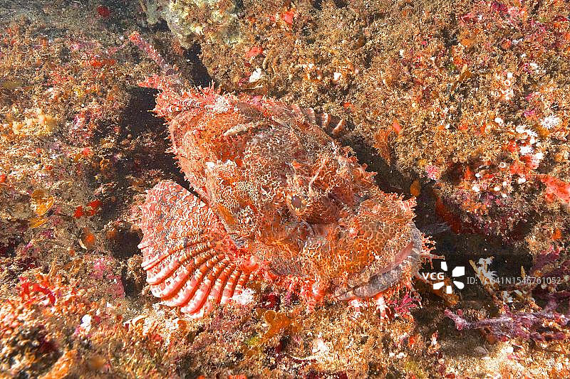 伞鳍鲉，南非夸祖鲁-纳塔尔省阿里瓦尔浅滩潜水点图片素材