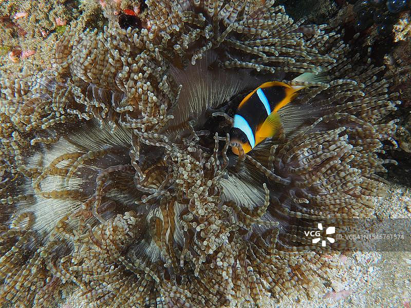 Allards海葵鱼(Amphiprion allardi)栖息的串珠海葵(Heteractis aurora),位于南非夸祖鲁-纳塔尔省Maputaland海洋保护区Sodwana湾国家公园潜水点图片素材