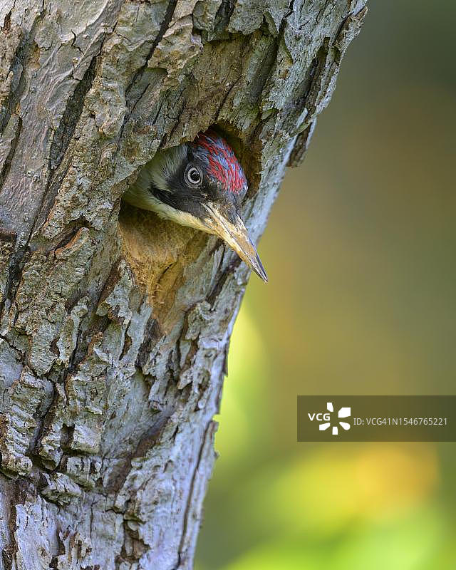 欧洲绿啄木鸟：雌鸟从巢穴中向外看图片素材