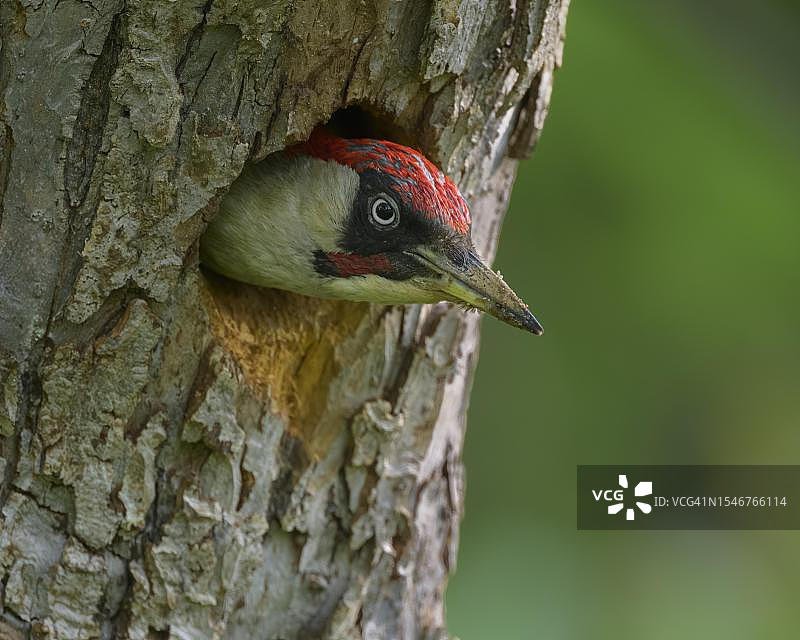 德国巴登-符腾堡州施瓦本阿尔布生物圈保护区：欧洲绿啄木鸟雄鸟从巢穴中向外看图片素材
