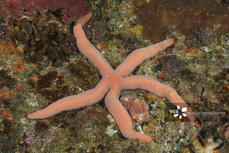 蓝色海星，位于南非夸祖鲁-纳塔尔省翁科马斯阿里瓦尔浅滩潜水点图片素材