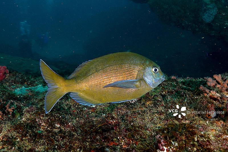 青铜鲷鱼，海鲷（Pachymetopon grande），夸祖鲁-纳塔尔省翁科马斯阿里瓦尔沙洲潜水点，南非图片素材