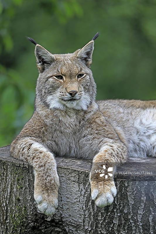 成年欧亚猞猁栖息于树干（德国）图片素材