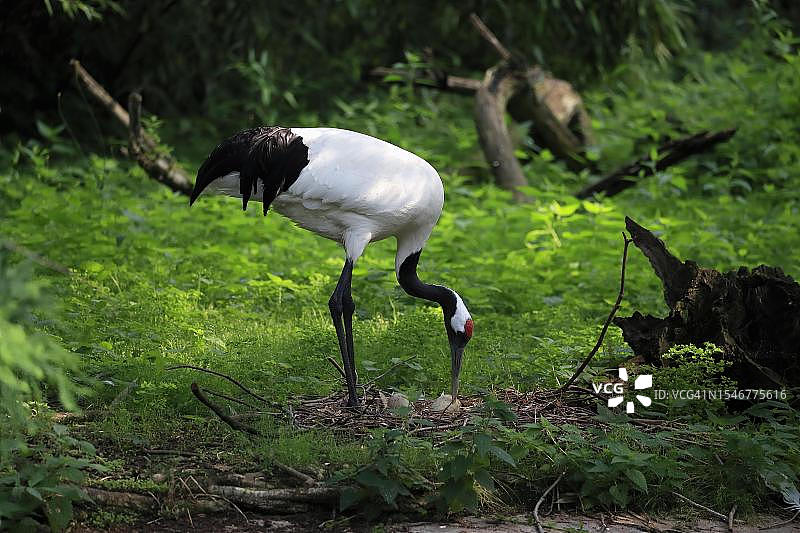 圈养状态下巢穴中的丹顶鹤（中国）图片素材