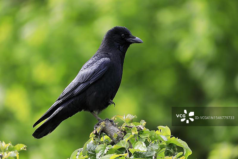 成年乌鸦，德国莱茵兰-普法尔茨图片素材