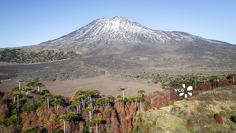 秋季火山背后的南洋杉森林图片素材