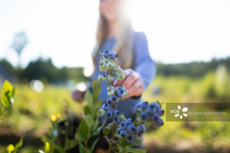 女孩采摘并食用新鲜有机蓝莓图片素材