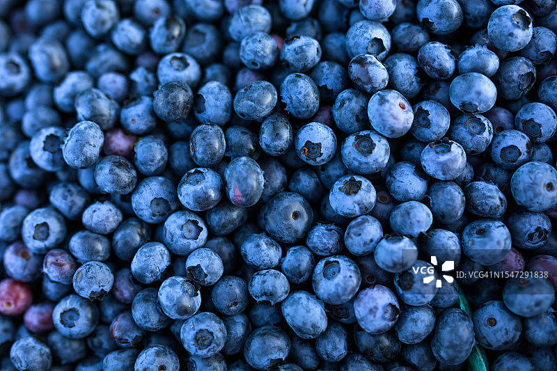新鲜有机蓝莓采摘图片素材
