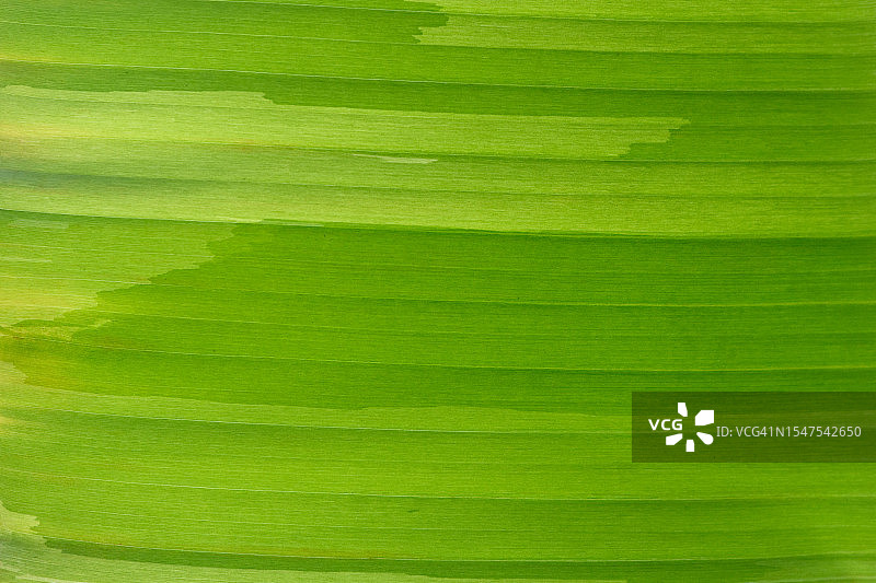 阳光下的绿色香蕉叶纹理特写图片素材