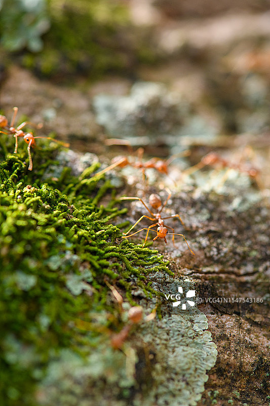 织叶蚁爬行树上地衣图片素材