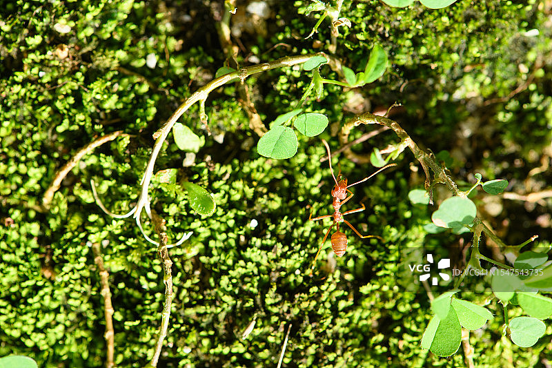 织叶蚁爬行树上地衣图片素材