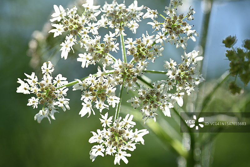 大独活草图片素材