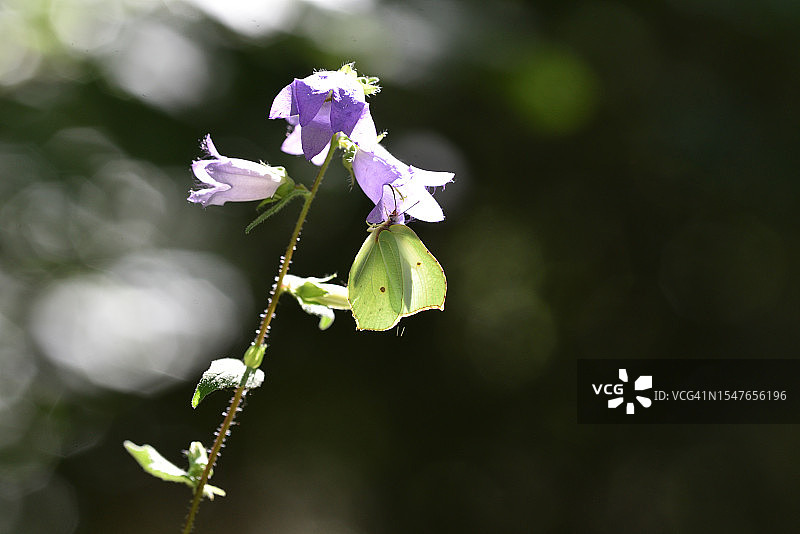 风铃草与柠檬蝴蝶图片素材