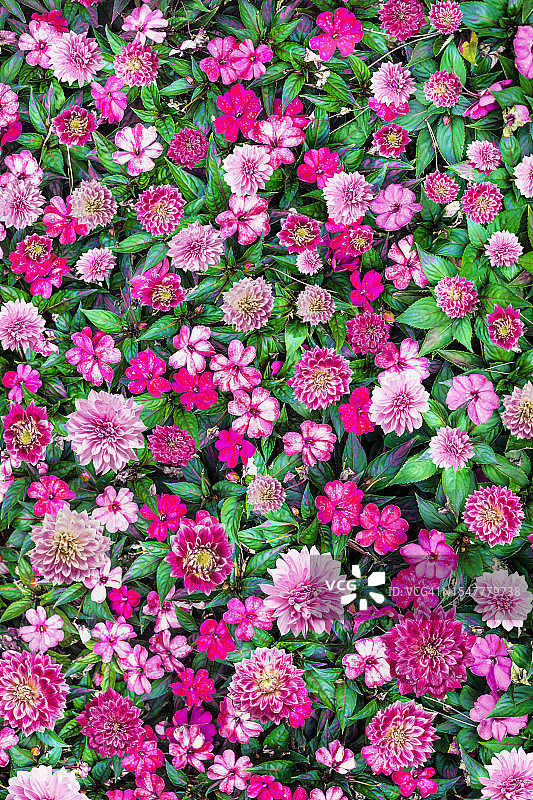 美丽的粉色地被植物花纹图片素材