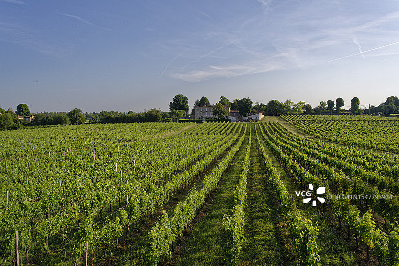 波尔多葡萄园图片素材