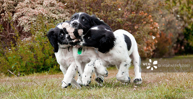 三只小猎犬幼犬在花园里争抢玩具图片素材