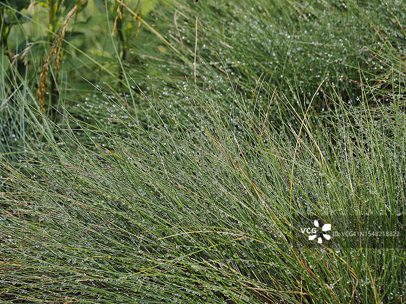 翁塞诺内山谷草叶上的露珠图片素材