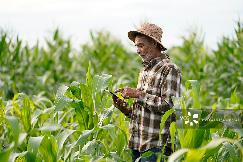 种植玉米的亚裔男农民，有机农场种植玉米图片素材