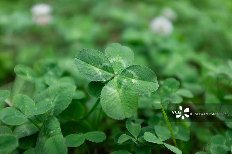 四叶草图片素材
