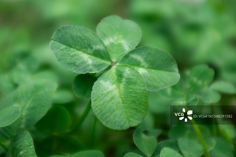 四叶草图片素材