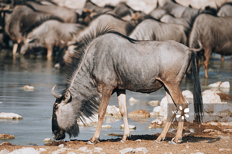 纳米比亚，角马在水坑边饮水，场面混乱图片素材