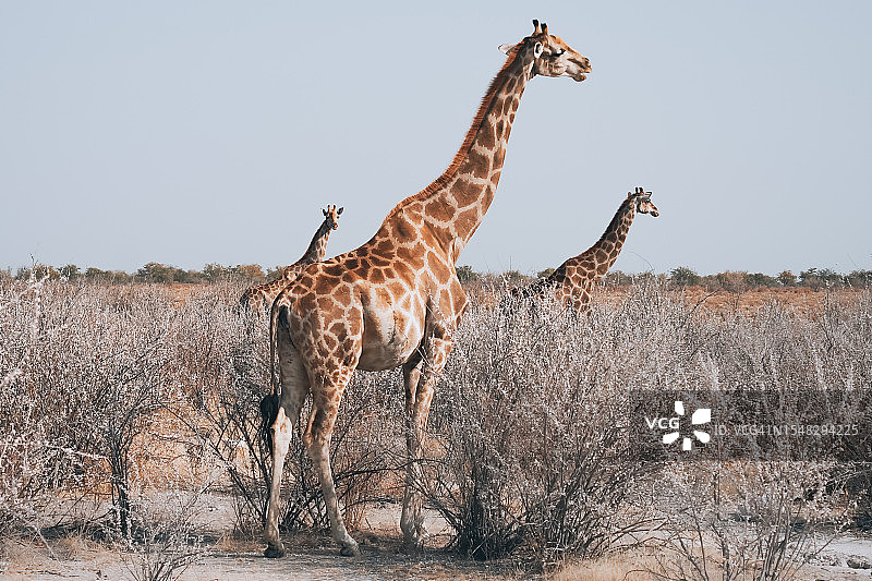 3只野生环境中的长颈鹿图片素材