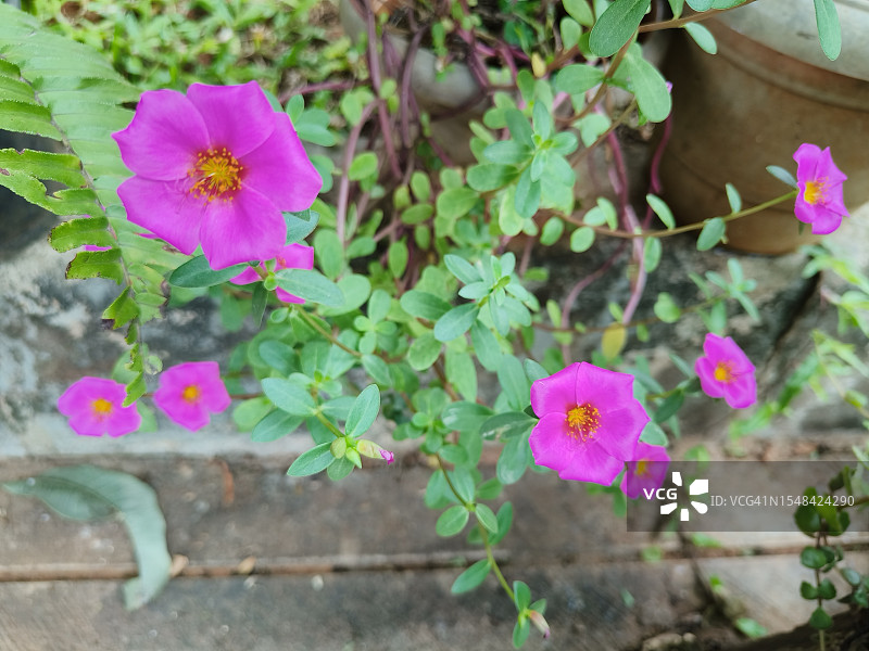 粉色花朵图片素材