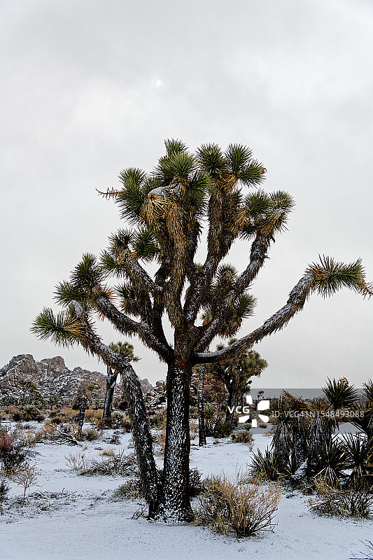 在下雪的早晨停在约书亚树旁图片素材