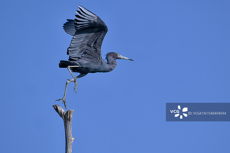 巴布科克野生动物管理区，蓬塔戈尔达，佛罗里达的白鹭从障碍物上起飞图片素材